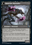 Baneblade Scoundrel // Baneclaw Marauder [Innistrad: Midnight Hunt] 